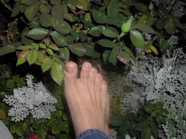 Toes near plants